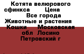 Котята велюрового сфинкса. .. › Цена ­ 15 000 - Все города Животные и растения » Кошки   . Московская обл.,Лосино-Петровский г.